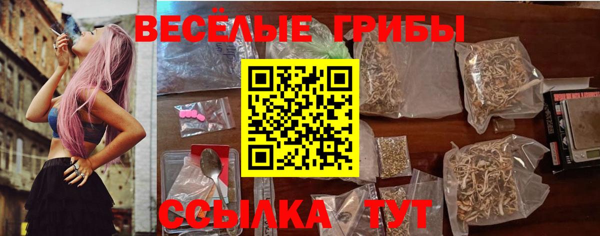 Псилоцибиновые грибы Psilocybe Гусиноозёрск